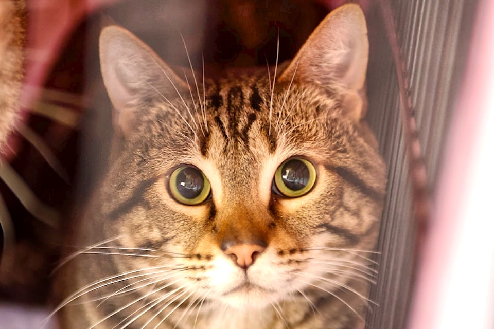 250601-lat-hc-petscatcares1