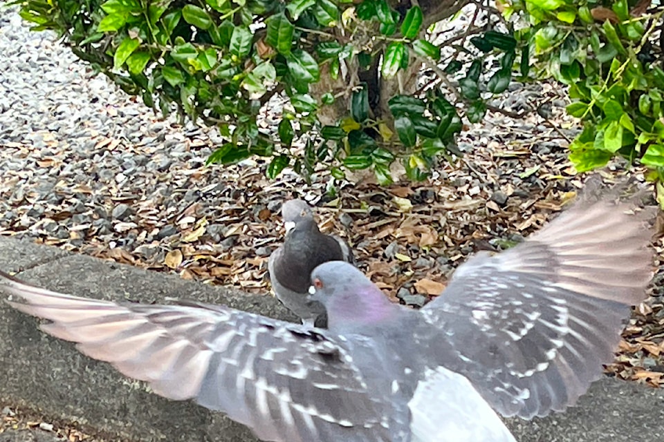 Pigeons have been congregating at a Willowbrook-area shopping complex and a letter writer is encouraging people not to feed them.