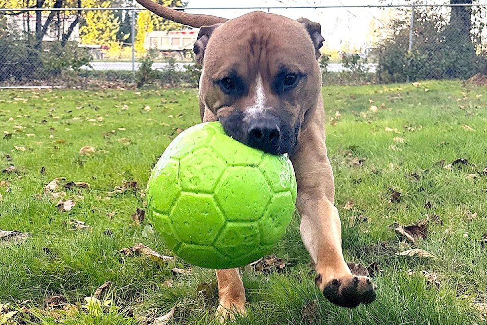 James is up for adoption at LAPS. He has been in shelter for more than a year and is ready for his new forever family. In the meantime, LAPS staff and volunteers wait for the cooler times of the day to get him out playing in the yard at the Aldergrove shelter.