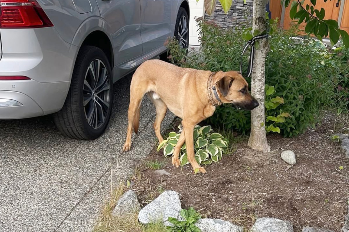 Langley dog sought after it attacked smaller pup
