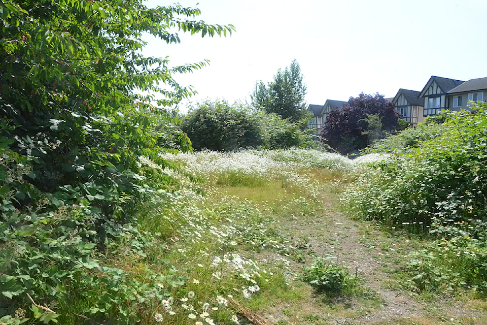 A $40 million development site in  remains a field covered in daisies, blackberries, and trees due to a 14-year legal battle.