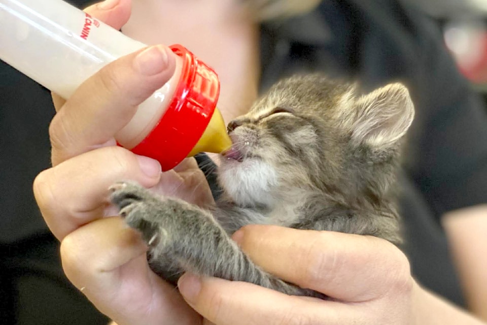  Animal Protection Society raised $70,000 in this year's Paws on the Green golf tournament. Several adoptable pet, including four-month-old kittens, joined golfers for the June 20 event.