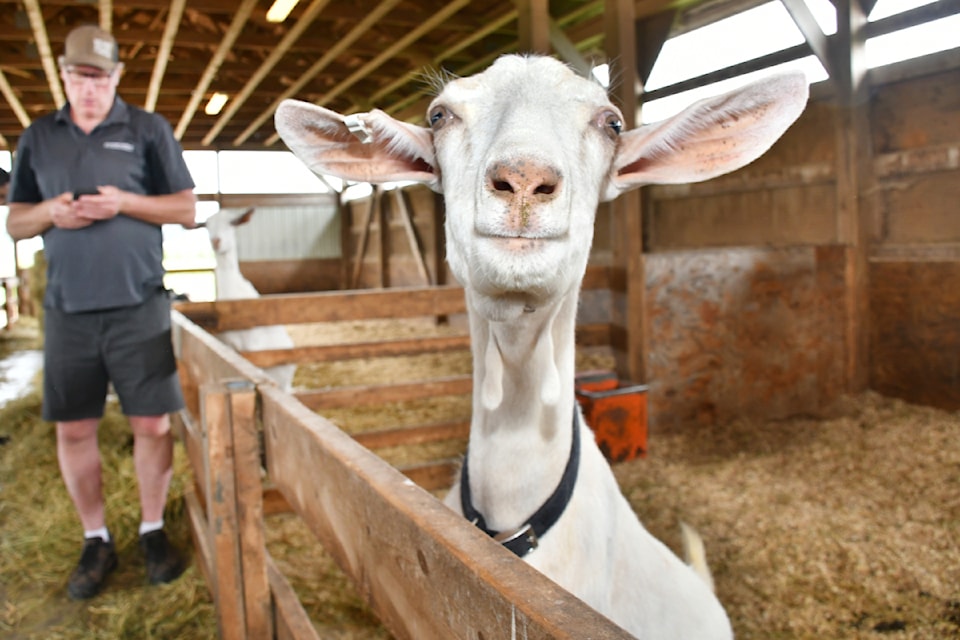 While owner Glenn Smith checks his notes during the farm tour, one of his goats hammed it up for participants. 