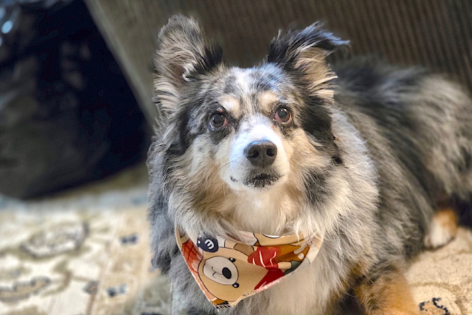 Dog waste disposal bins