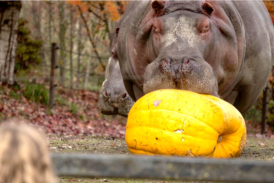 The Greater Vancouver Zoo is hosting a pumpkin growing contest. Some of the zoo animals receive pumpkin as a treat, including the hippo. 