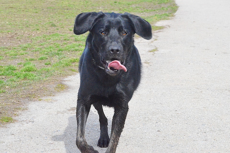 Willow, a half-Labrador, was out playing fetch at the Walnut Grove Off Leash Park on a nice March afternoon.