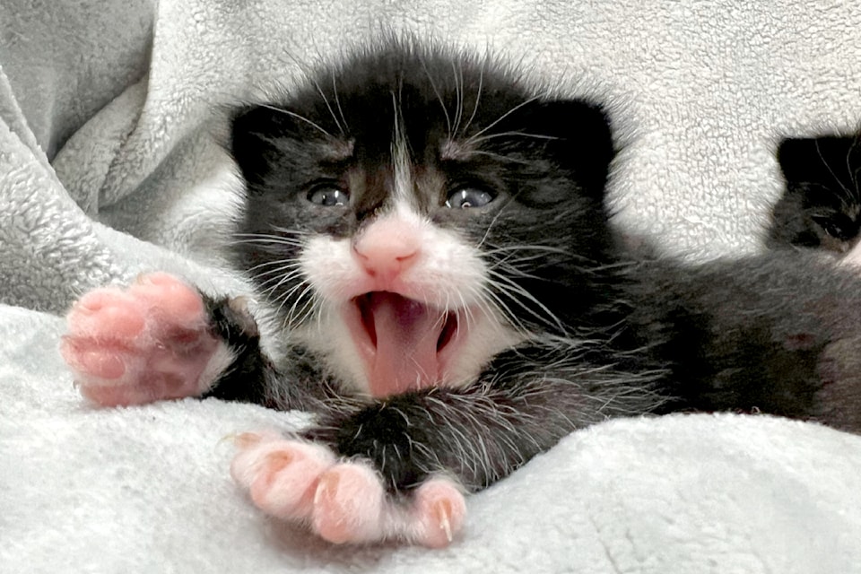 A plethora of cute kittens, like this one, are expected to soon be descending on the LAPS' run animal shelter in Aldergrove. 