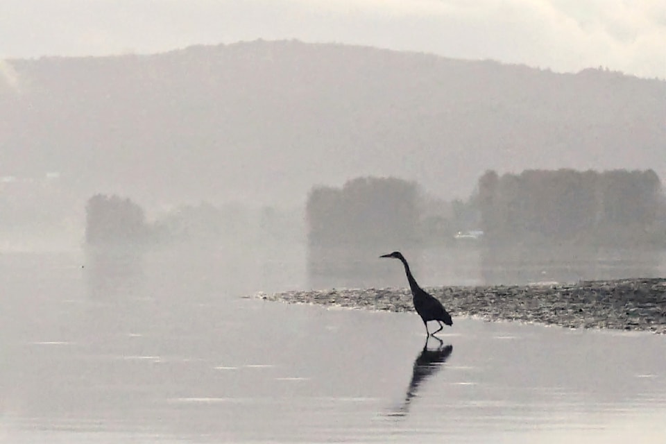 Michelle Tan had an early morning encounter with a heron on the Fraser River in Fort Langley.