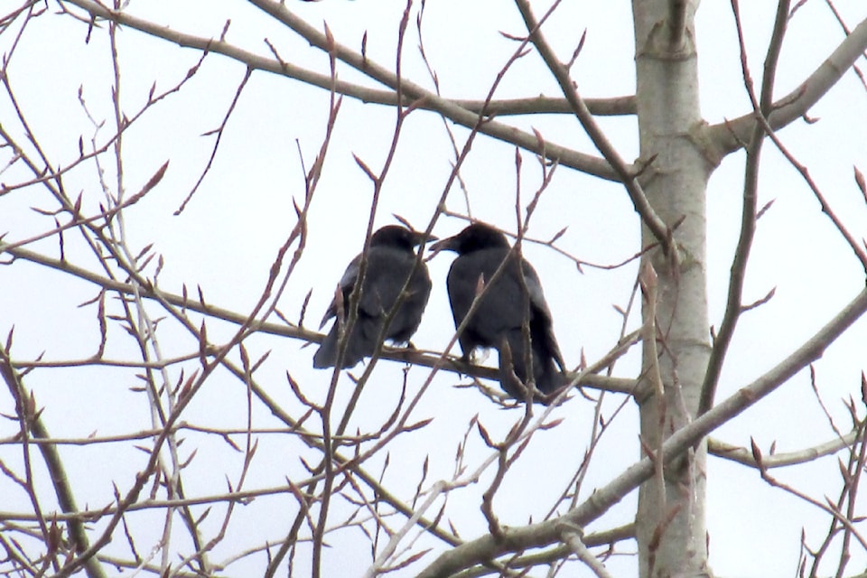 While strolling through Fort 91ԭ the other day, Aldergrove's Shirley Sawatsky said it was not hard to notice that spring has arrived. It was apparent in shop windows, such as that of Emilia & Rose Home Boutique. "And, spring is in the air with these two love birds. I had to snap a few pictures," she shared.