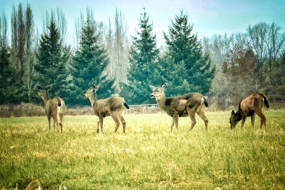 250307-lat-rh-lensruffeskideer1