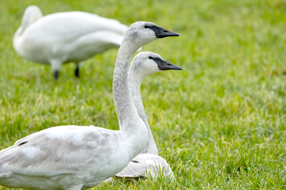 250328-lat-rh-lensfasullogeese1