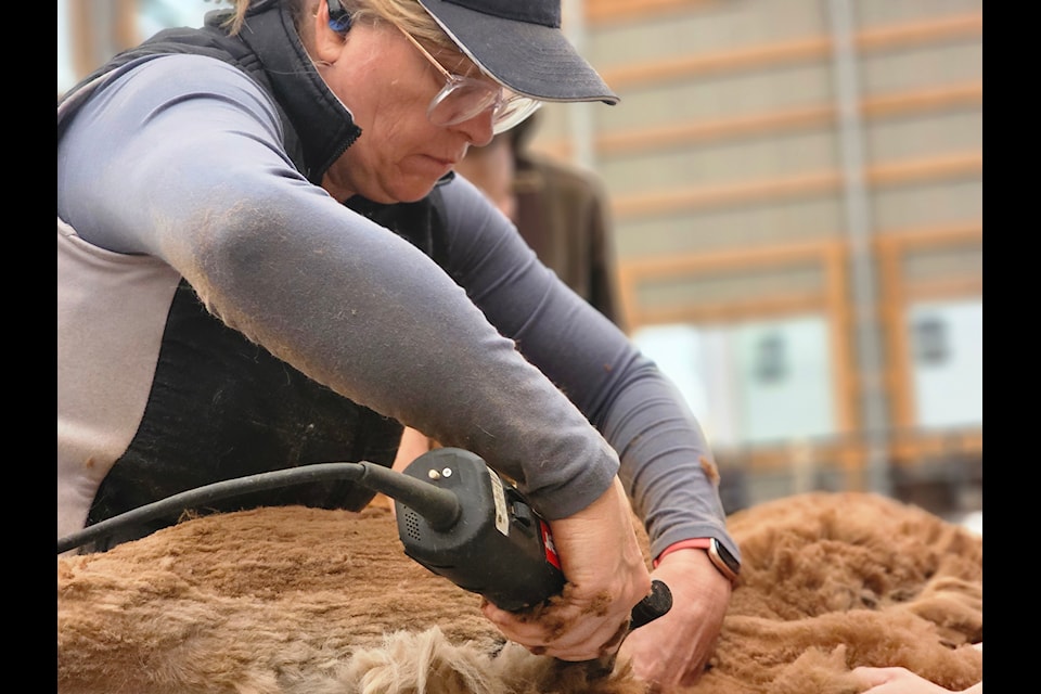 Spring shearing market at Kensington Prairie Farm on Sunday 