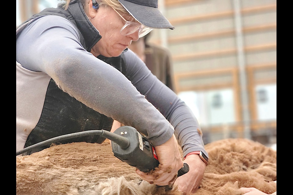 Alpacas underwent spring shearing at Kensington Prairie Farm.