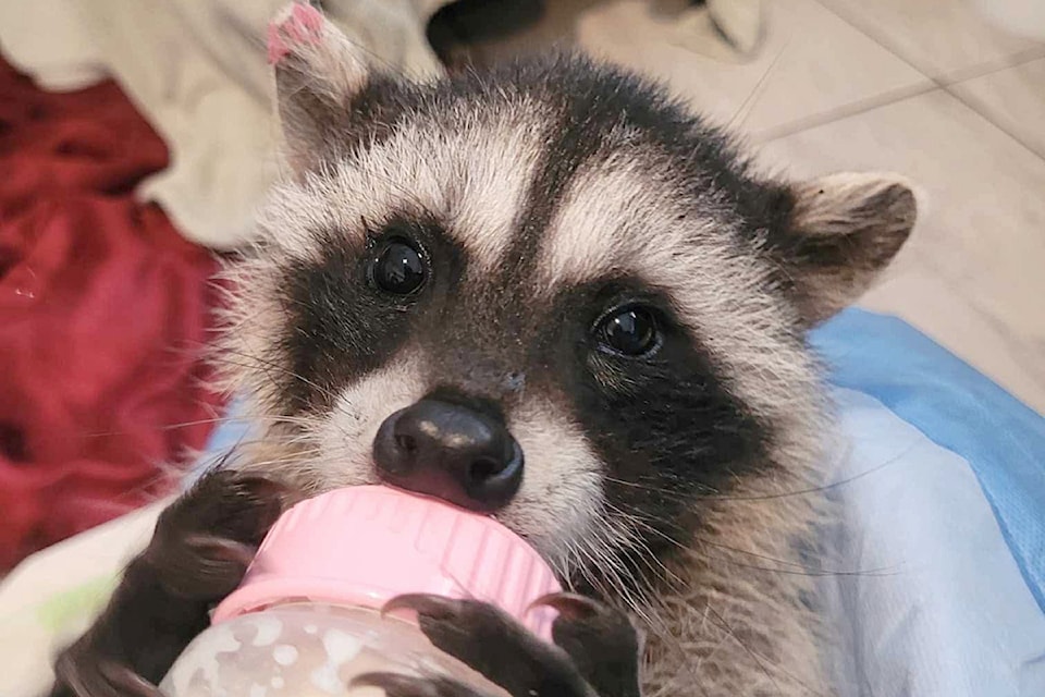 A young raccoon was bottle fed at Critter Care in .