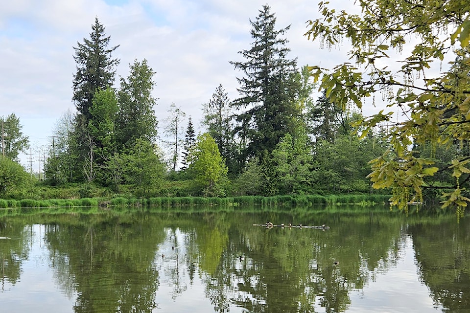 Mike Davenport basked in the beauty of a quiet early morning at 91ԭ City's Brydon Lagoon.