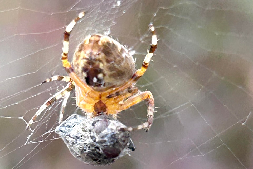 Wout Brouwer, and avid amateur nature photographer, shared this picture of an orb-weaver spider having breakfast in Fort  recently.