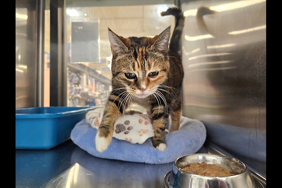 It's the last day of the last CARES adoptathon at the PetSmart store in 91ԭ and an encouraging number of kittens have found forever homes.