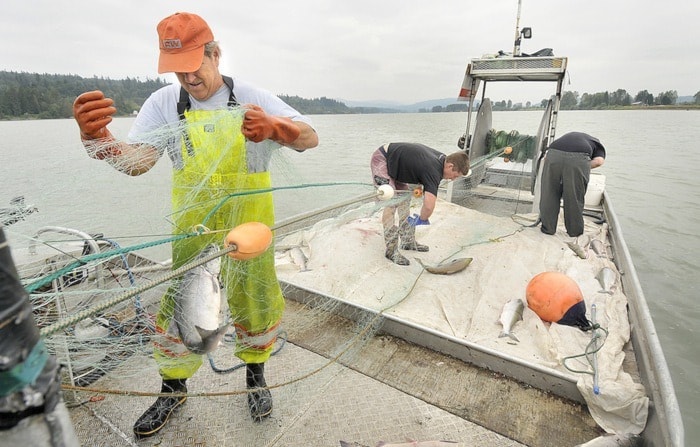 14399surreyPullingfishfromnet-ES-7web