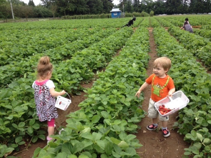 15456langleyKrauseBerryFarmwebversion