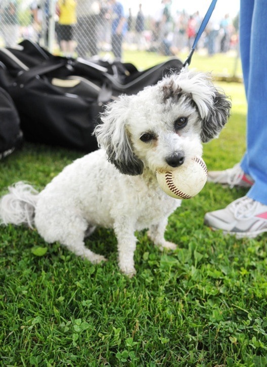 16653langleyBaseballpooch