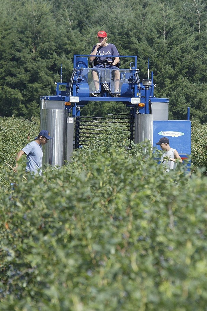 17489langleyBlueberry0260