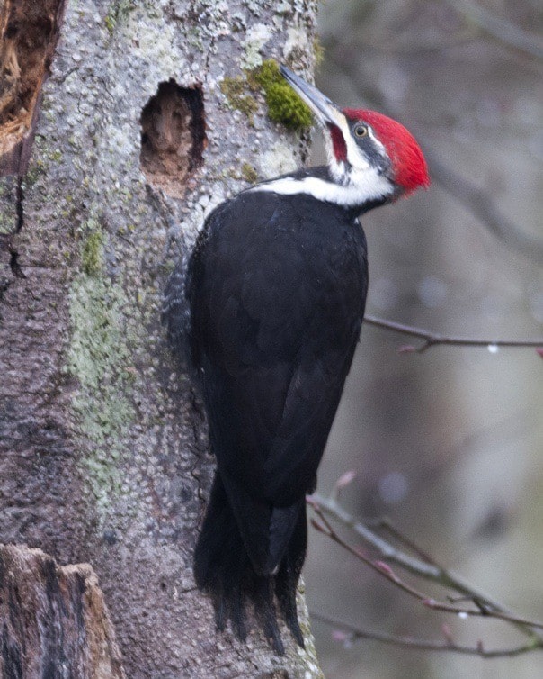 18949langleyPileatedwoodpecker