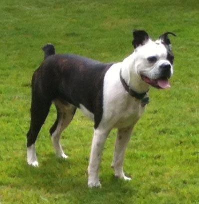 19424langleyMissingDogBuddy