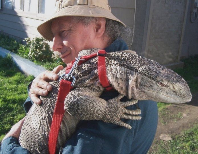 Goanna lizard sales pet