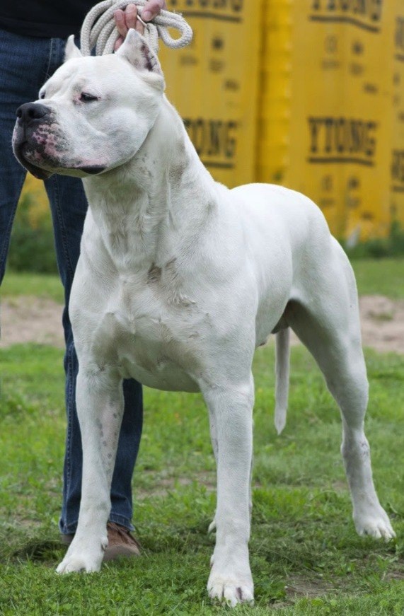 Delta dogos best sale