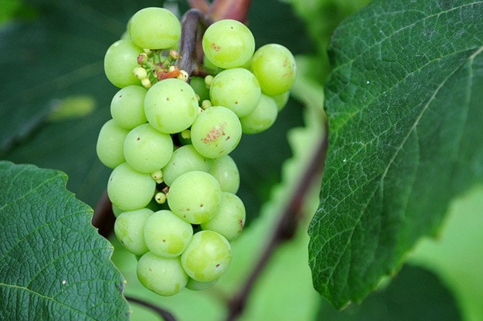 Miranda GATHERCOLE 2012-08-26
grapes at Township 7 winery.