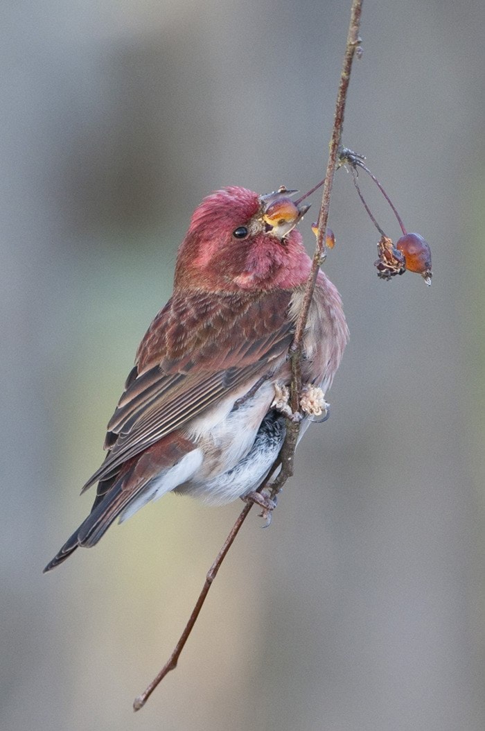 28739langleyBirdCountpurplefinch-JG