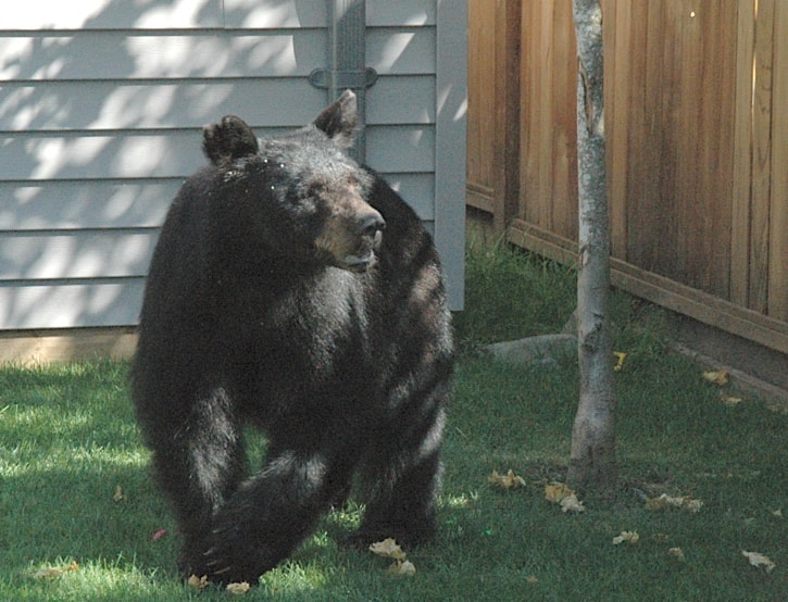 28872langleyBear_webversion_supplied