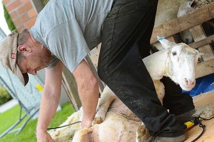29484surreyw-sheep