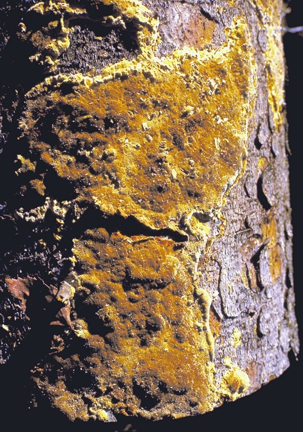 Undated file phot of tree attacked by laminated root rot. USDA Forest Service