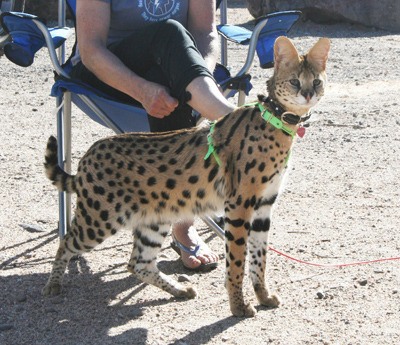 House cat that looks like hot sale a cheetah