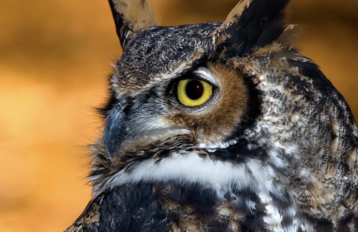 32015langleyGreat-horned-owl-15a