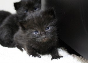 32324langleytaxikitten