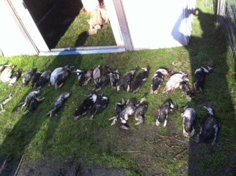 32507aldergroveMinkMurdersDucks