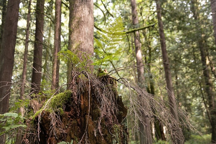 33462langleyGlenValleyForest-2