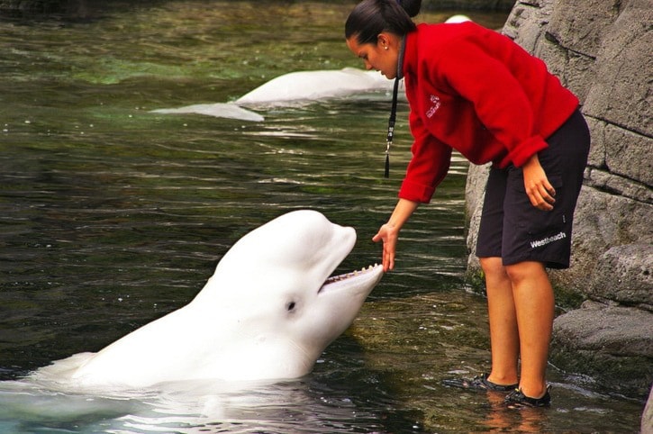 37804BCLN2007BelugaWhaleatVancouverAquarium