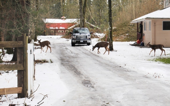 39800langleydeerWallFarm007