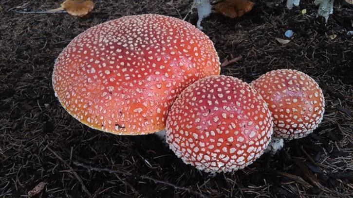 40421langleyGreenbeat-Amanita_Oct_2016web