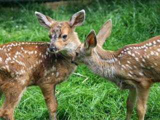 40905langleyfawns2