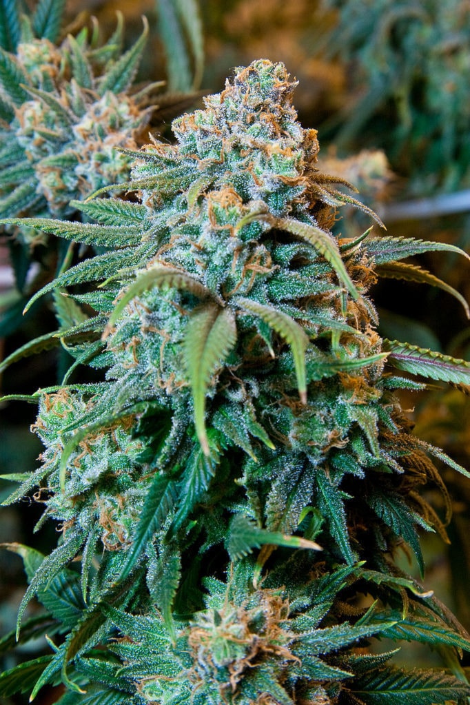 40915langleyCannabis_Plant_wikimedia