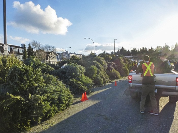 41427langleyTreechippingreplaementpic