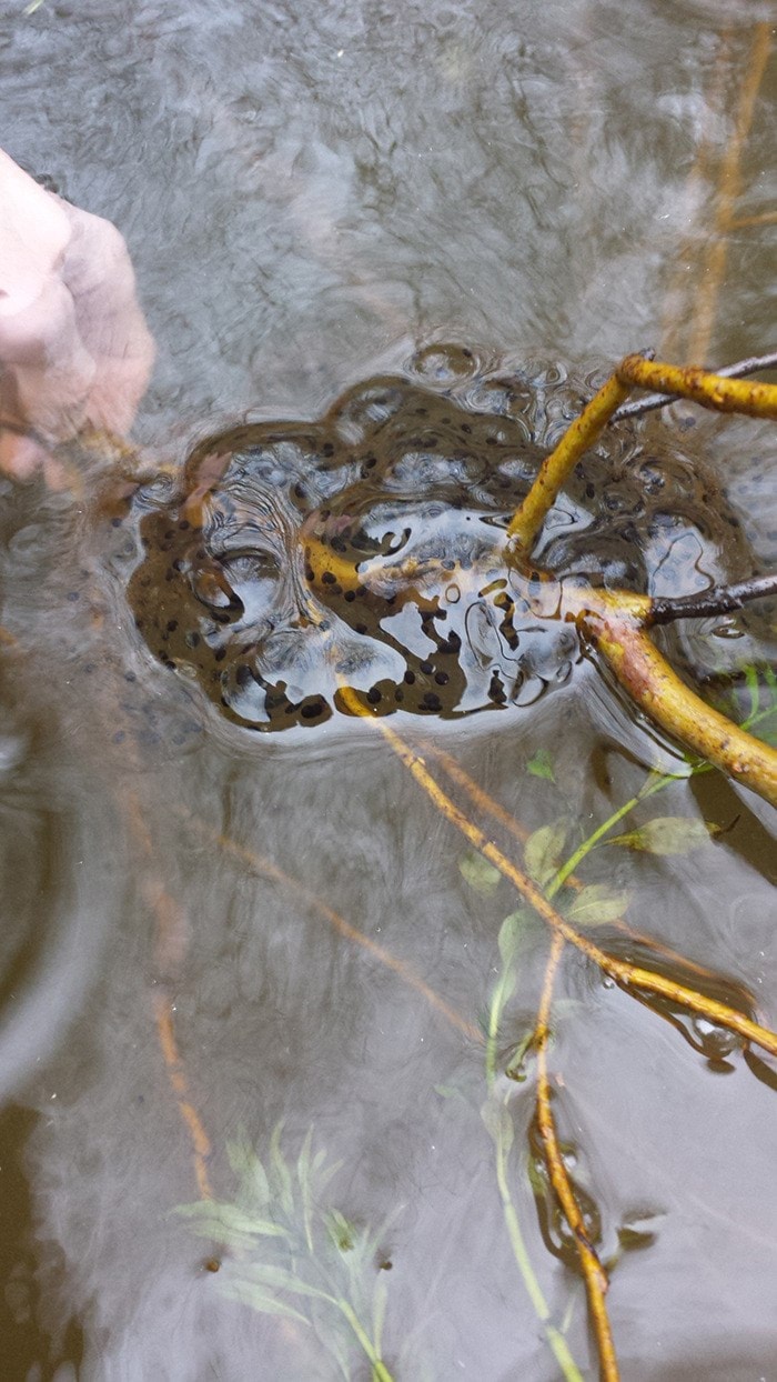 the Northern red-legged frog egg mass photo was taken by Sterling Balzer