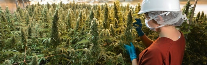 45200surreyCanniMed-marijuanacommercialproduction-7web