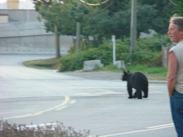 46617langleyBear_spotted_supplied