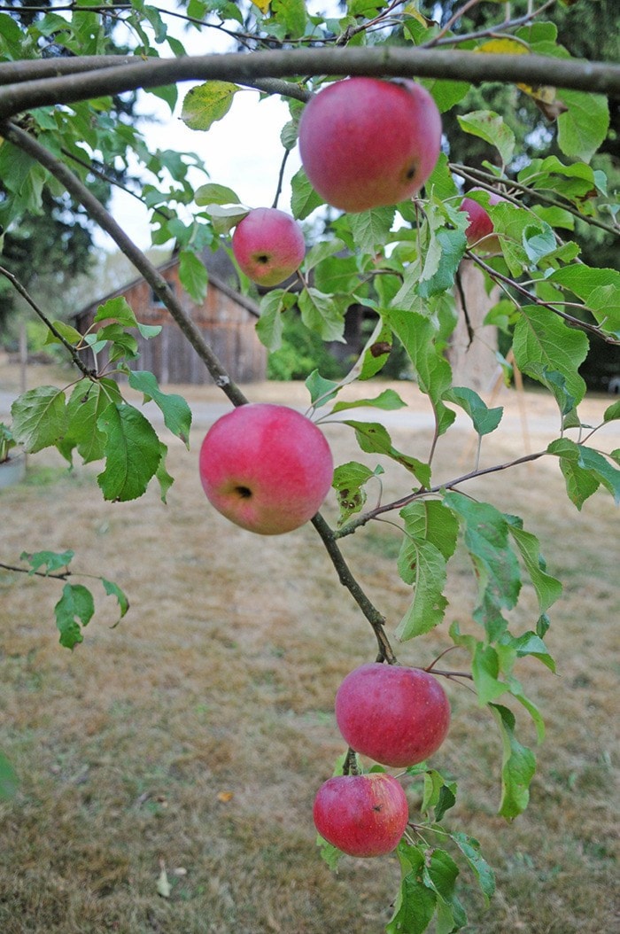 Miranda Gathercole 2012-09-29 Heritage Apple Day at Derby Reach Park