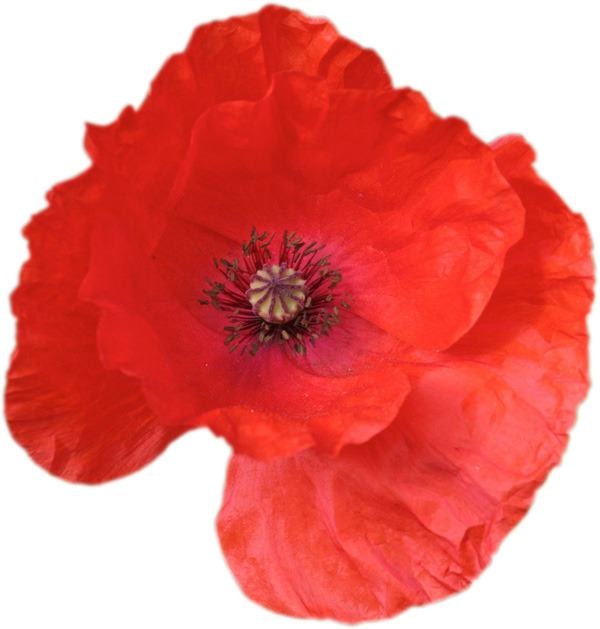 48753langleypoppy